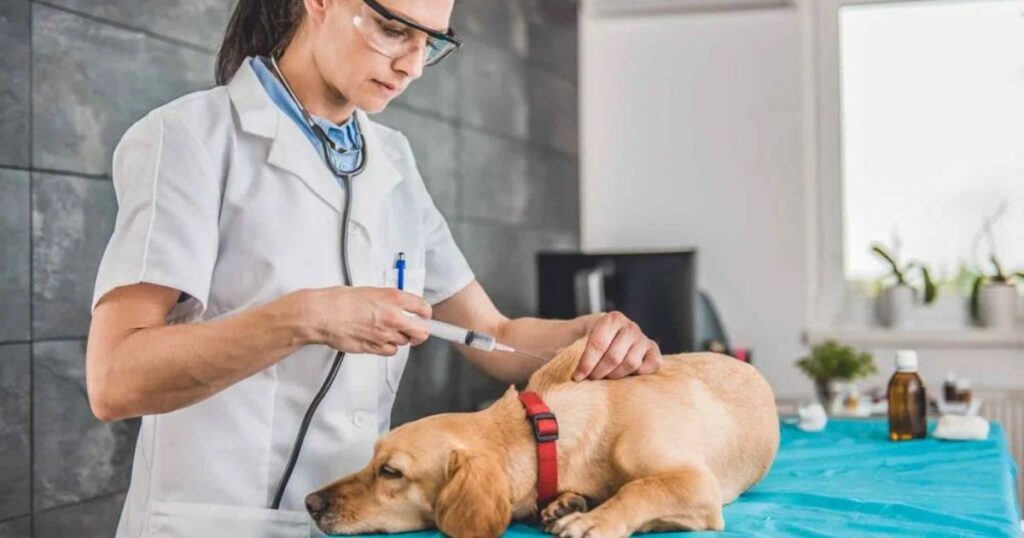 Vaccination: The Key to Your Pet's Health