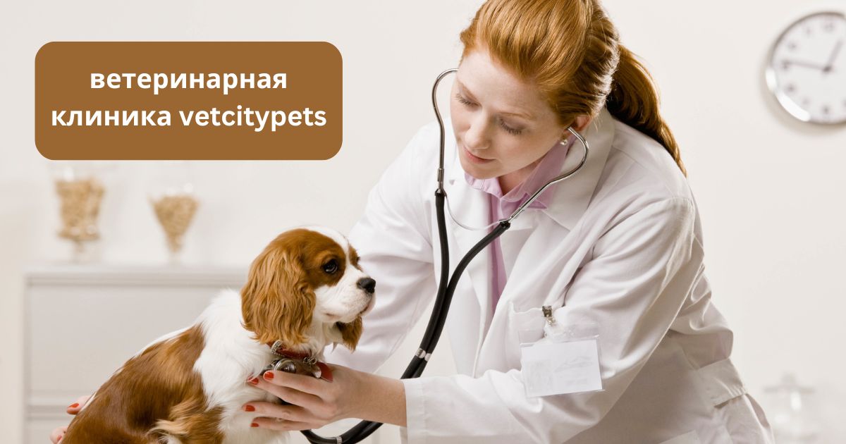 ветеринарная клиника vetcitypets Taking Care of Your Pet Health