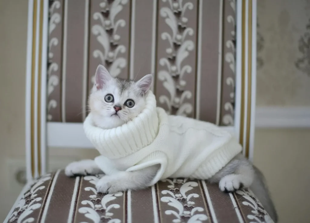 Pet Fashion Trends The Hottest Styles & Functional Picks for Your Cat