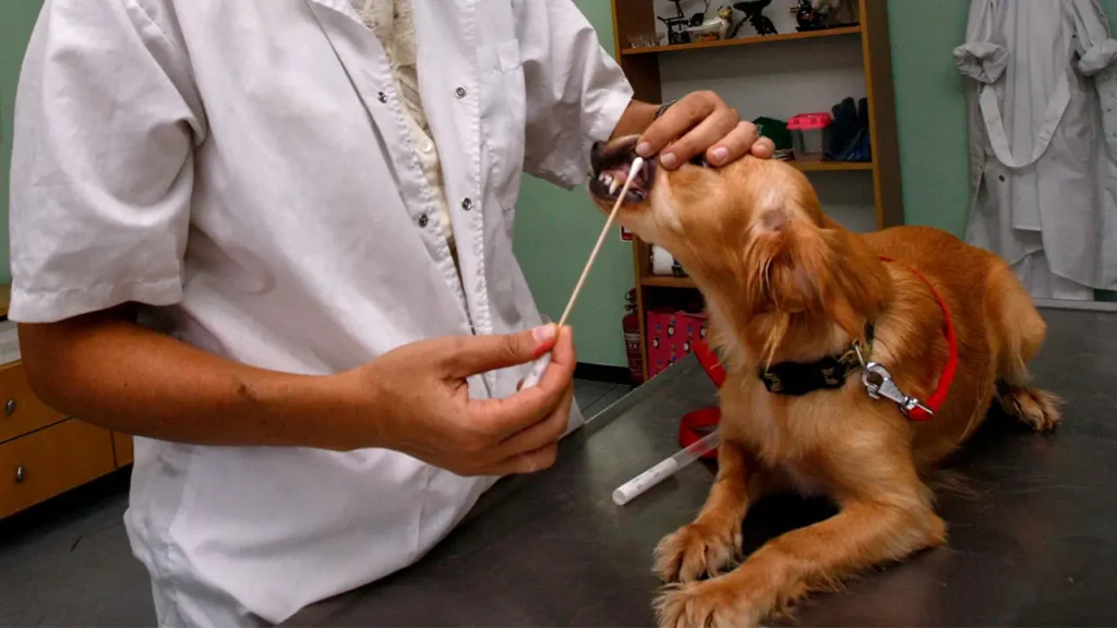 Dog Genetic Testing Why Genetic Testing for Dogs is Becoming More and More Popular