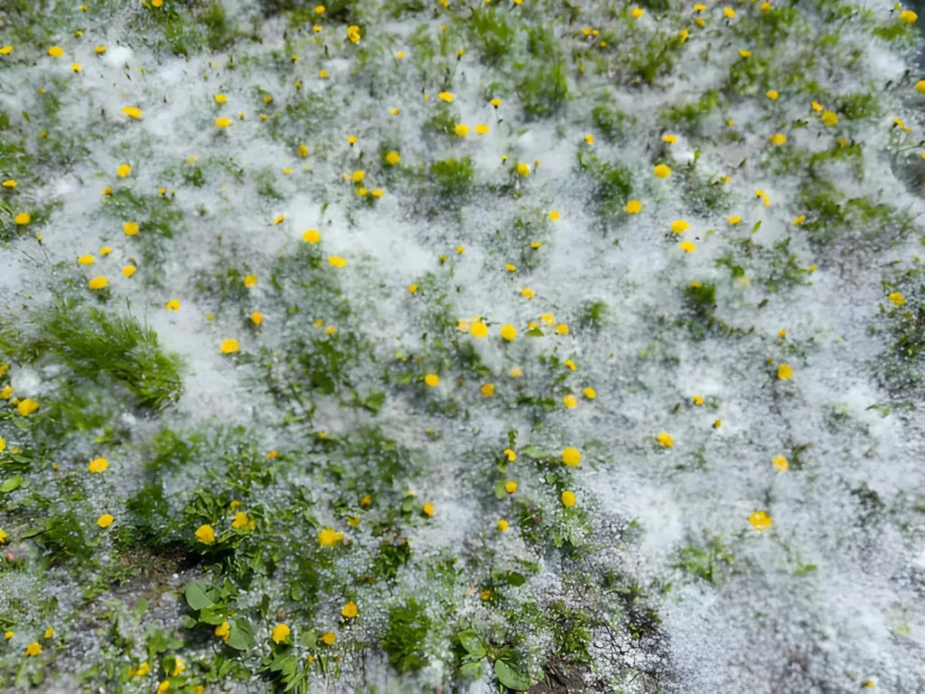How Pollen Season Affects the Outside of Your Home