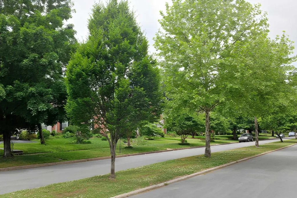 Why Neighborhood Trees Impact More Than Just Landscaping